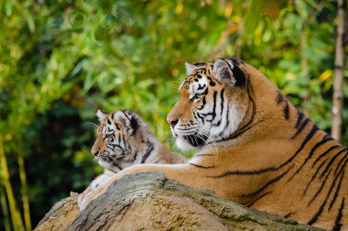 Mother tiger resting with her cub nearby