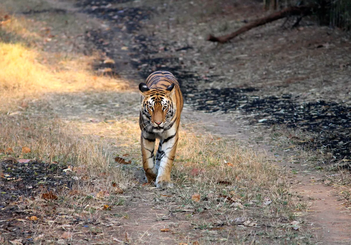 Bengal tiger prowling through forest at Bandhavgarh National Park, India