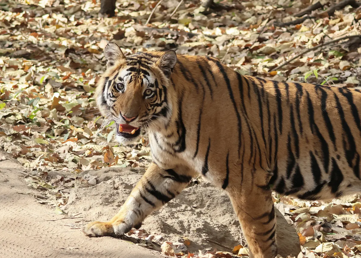 Bengal tiger resting in Bandhavgarh National Park, India