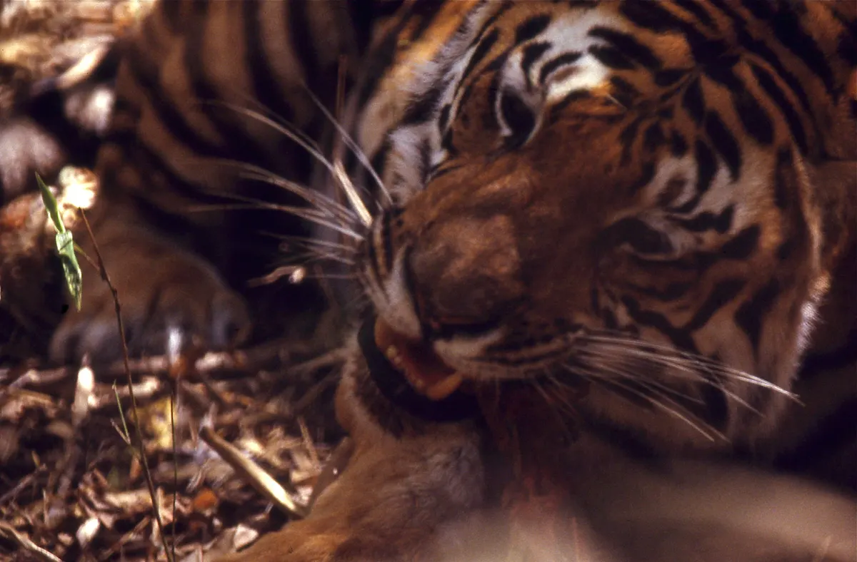 Tiger feeding on deer prey in the wild