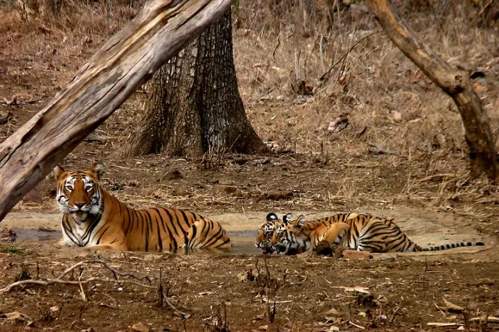 Tigress with her cubs at Tadoba Andhari Tiger Reserve, India