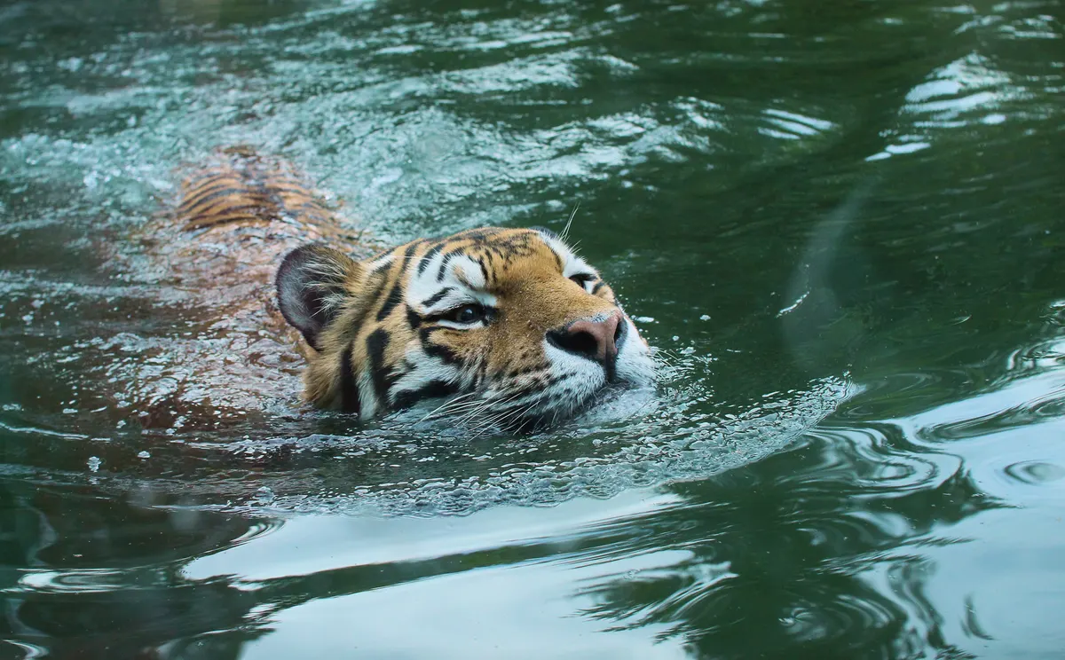 Amur tiger swimming through water