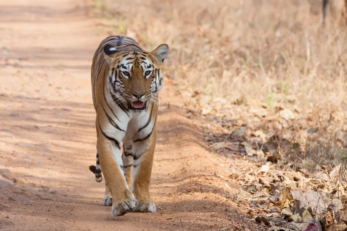 Bengal tiger standing in dry forest habitat at Tadoba Andhari Tiger Reserve, India