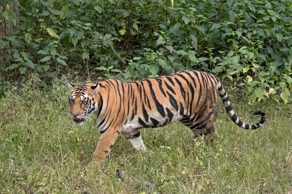 Bengal tigress walking through grass in India