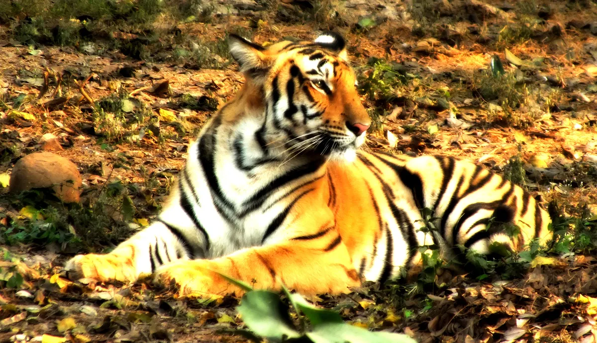 Full-body view of a tiger showing its size and stripes