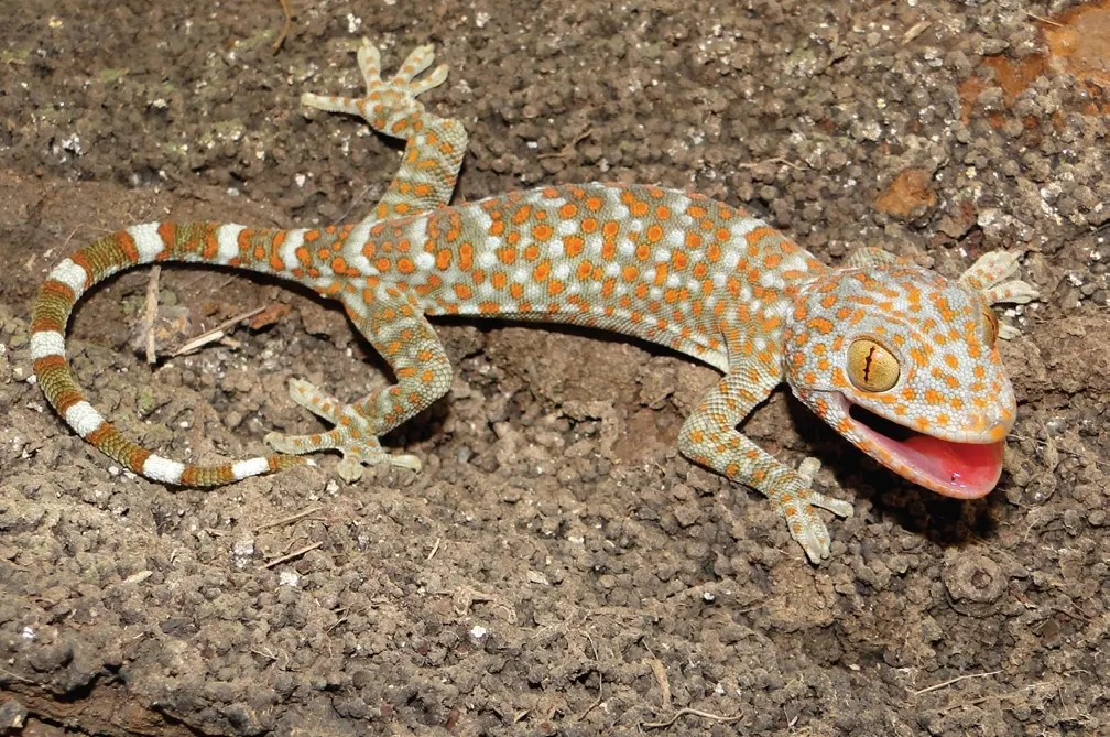 Juvenile tokay gecko hunting insects at night