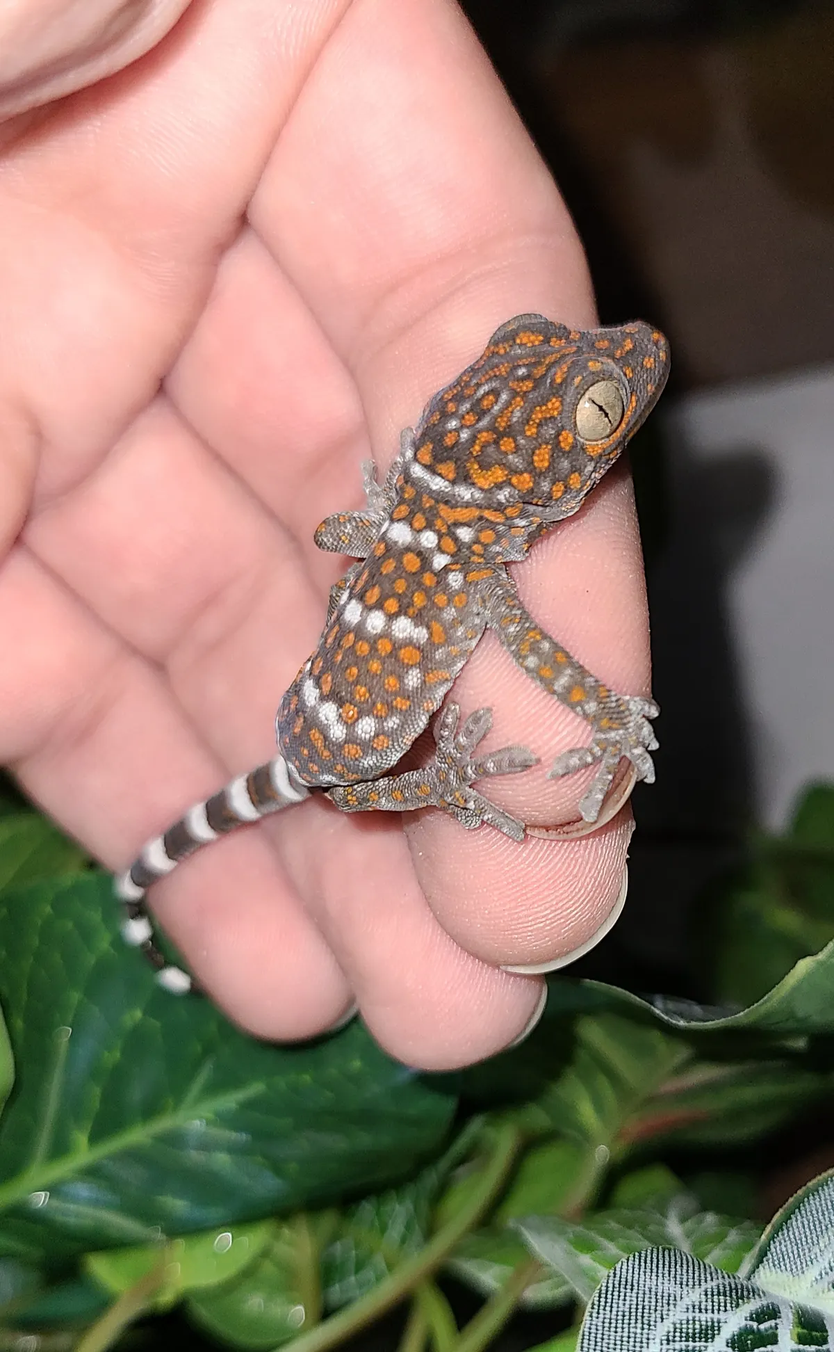 A tiny baby Tokay gecko resting on a person's hand