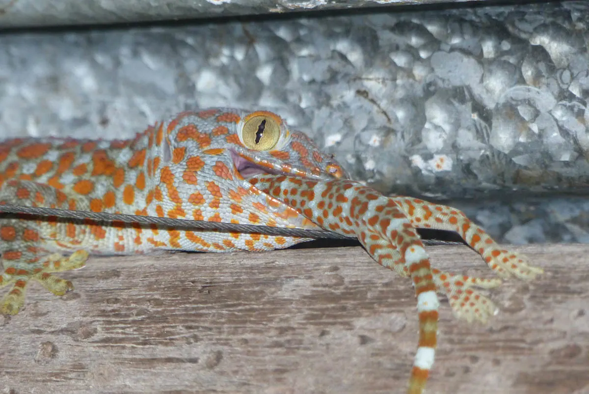 Tokay gecko hunting at night on a building wall