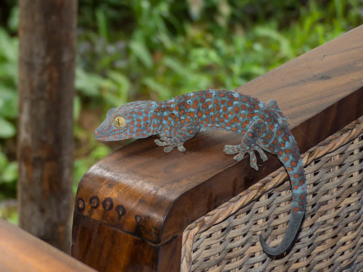 Adult Tokay gecko clinging vertically to wood