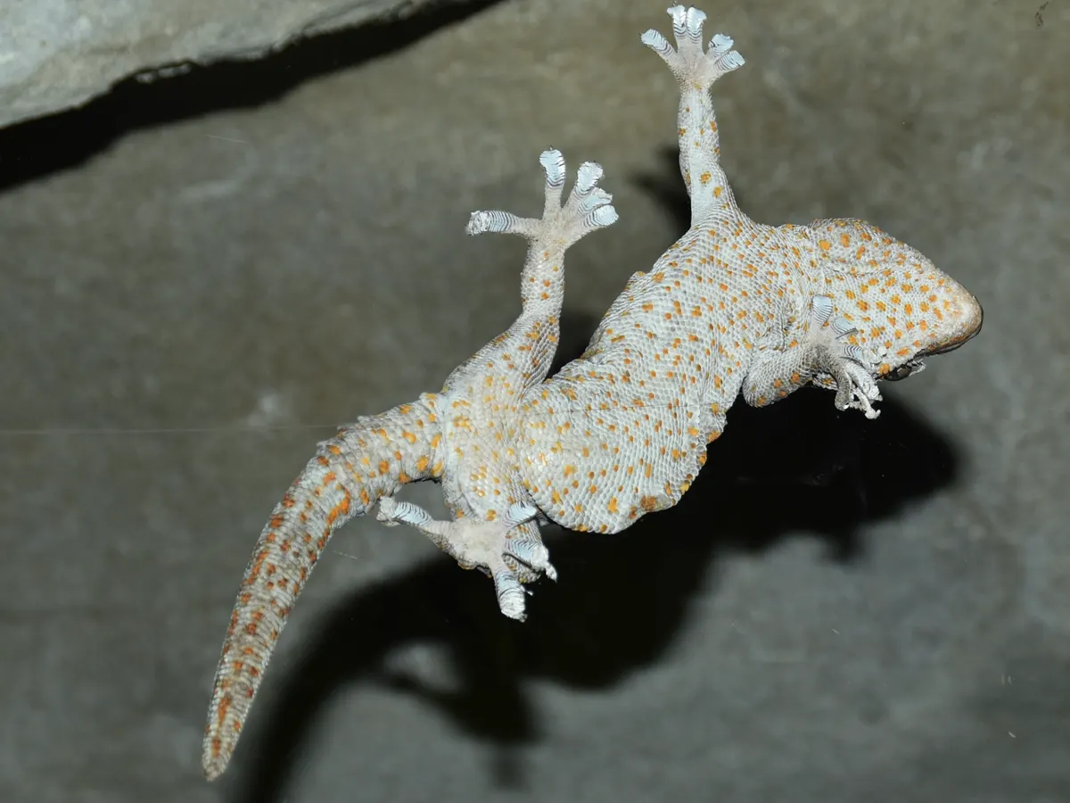 Tokay gecko on a ceiling inside a home in Asia