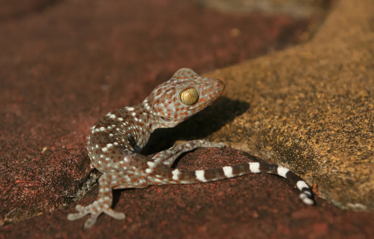 Tokay gecko moving across rock habitat in the wild