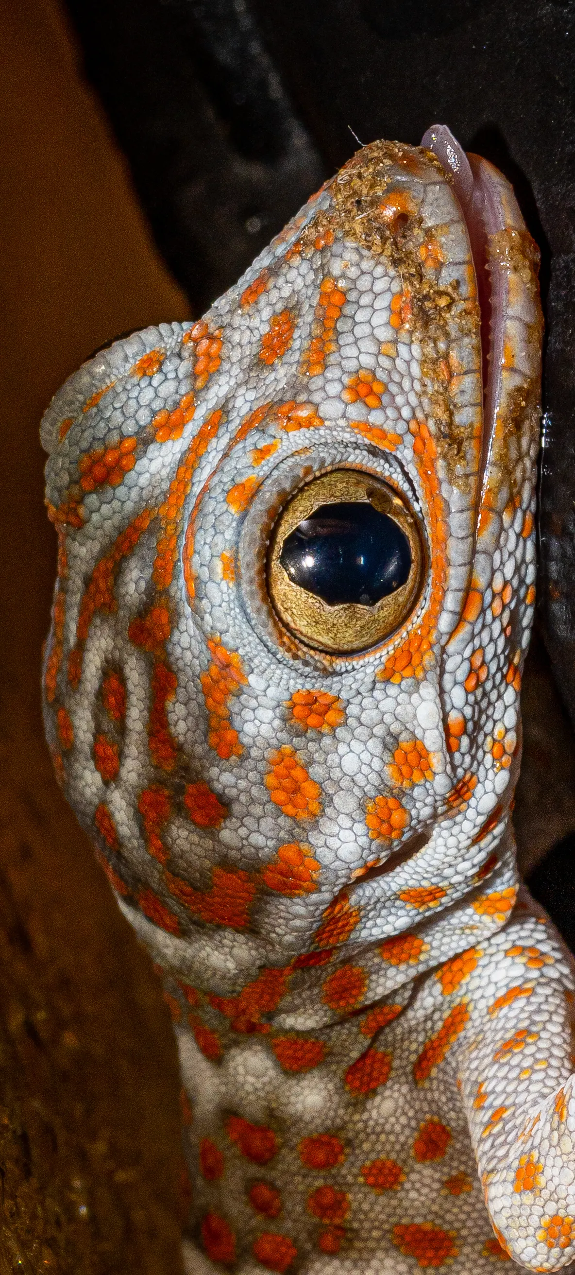 Tokay gecko eating insects inside its enclosure