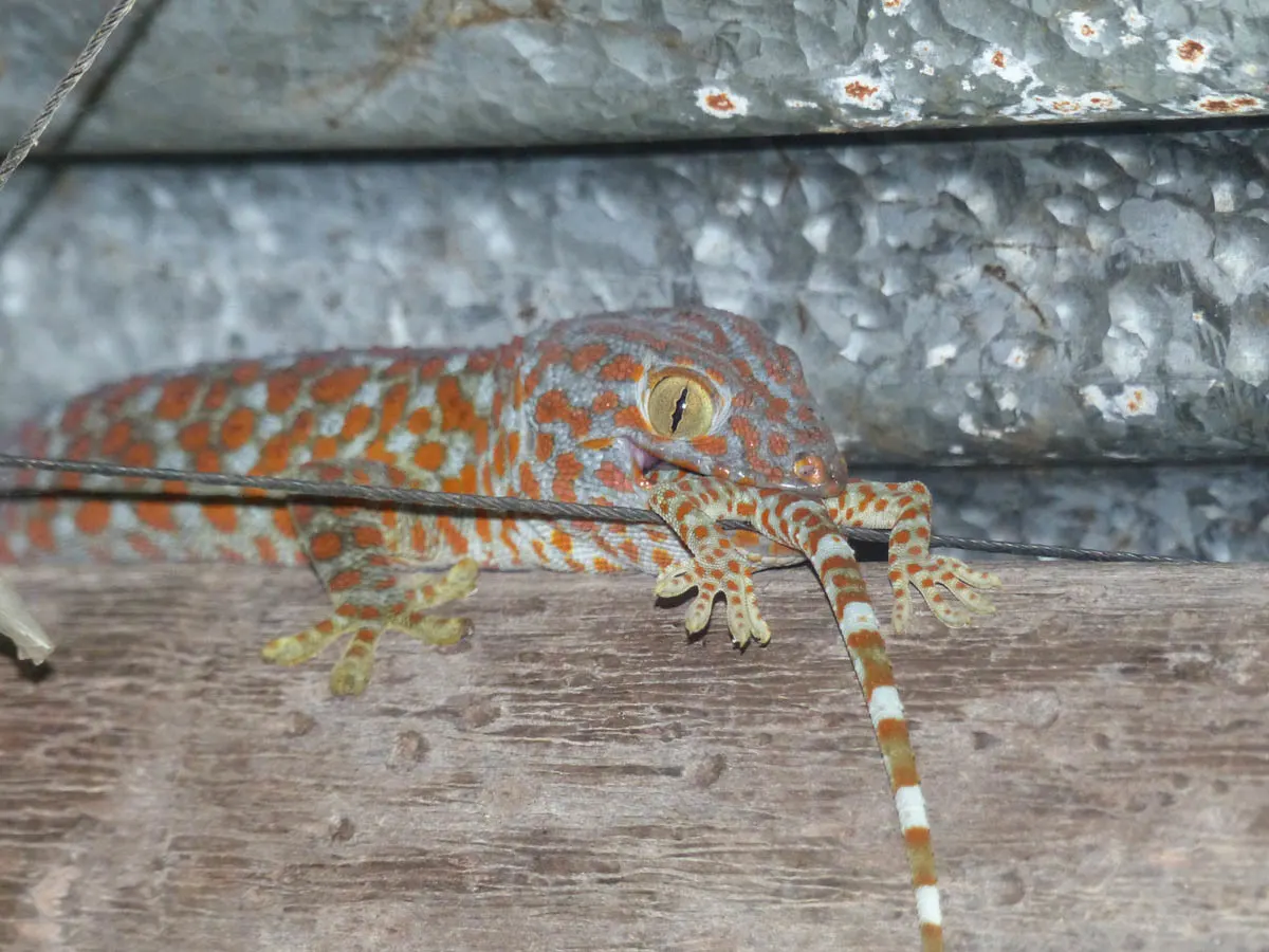 Tokay gecko perched flat on a brick wall