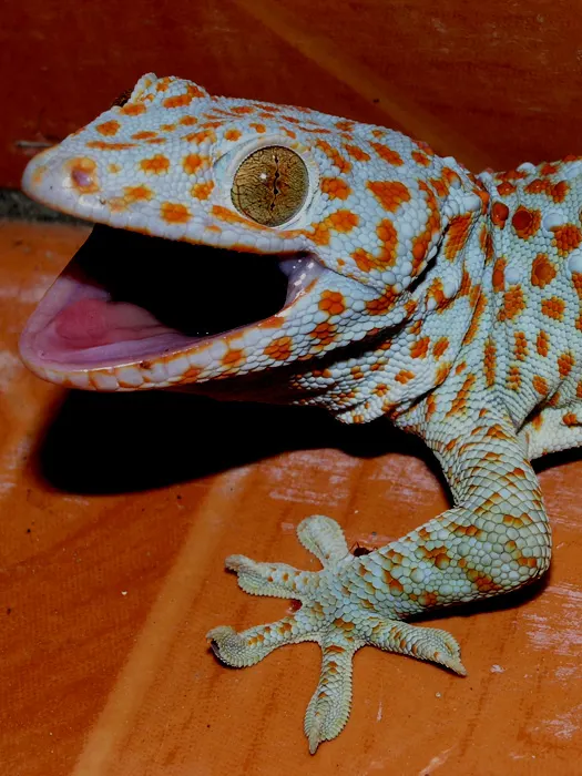 Close-up of a Tokay gecko's colorful face and vertical pupils