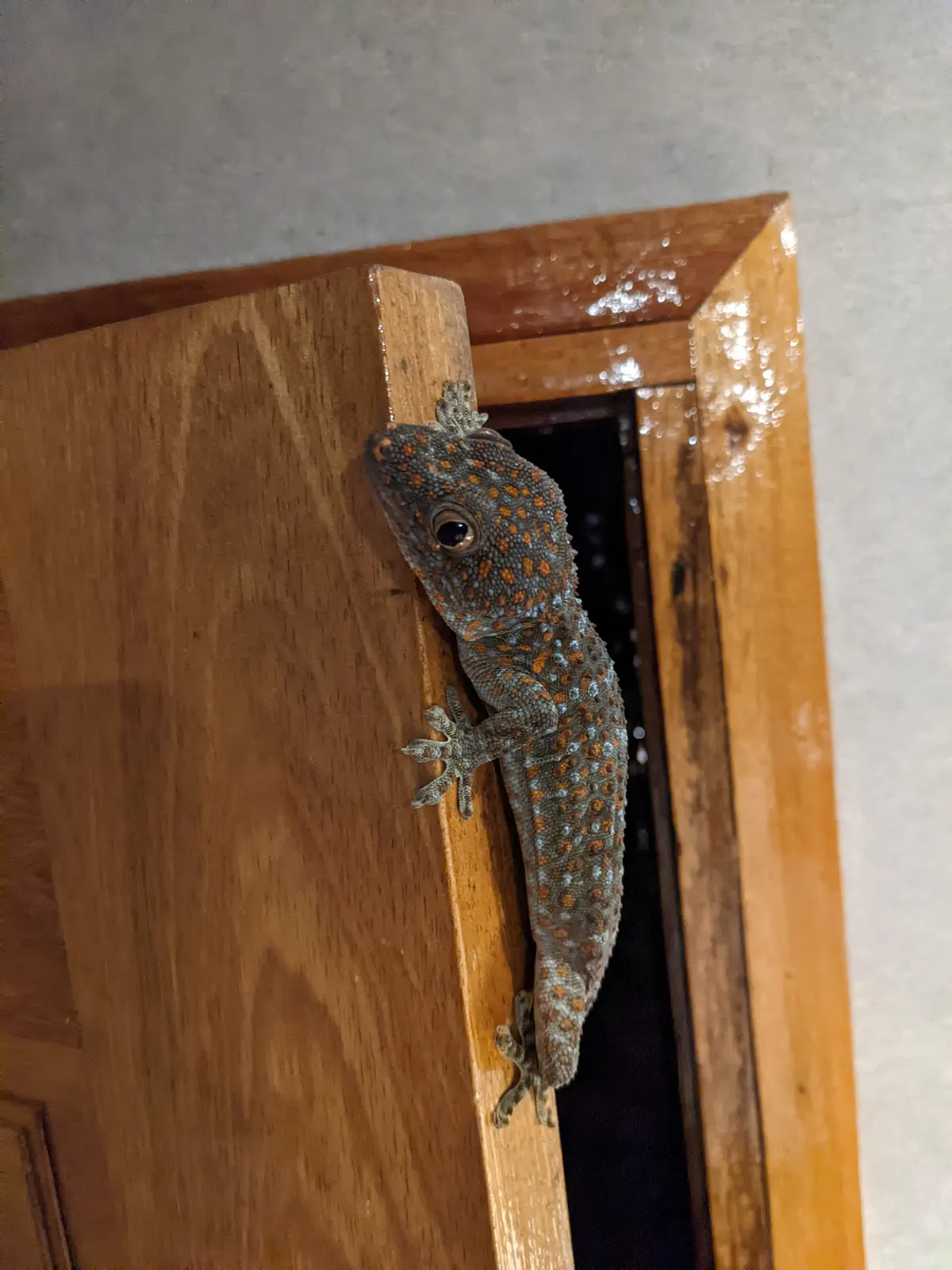 Tokay gecko climbing on tropical tree bark in the jungle
