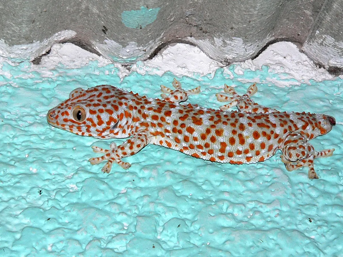 Tokay gecko showing its bright blue body with orange spots resting on green leaves
