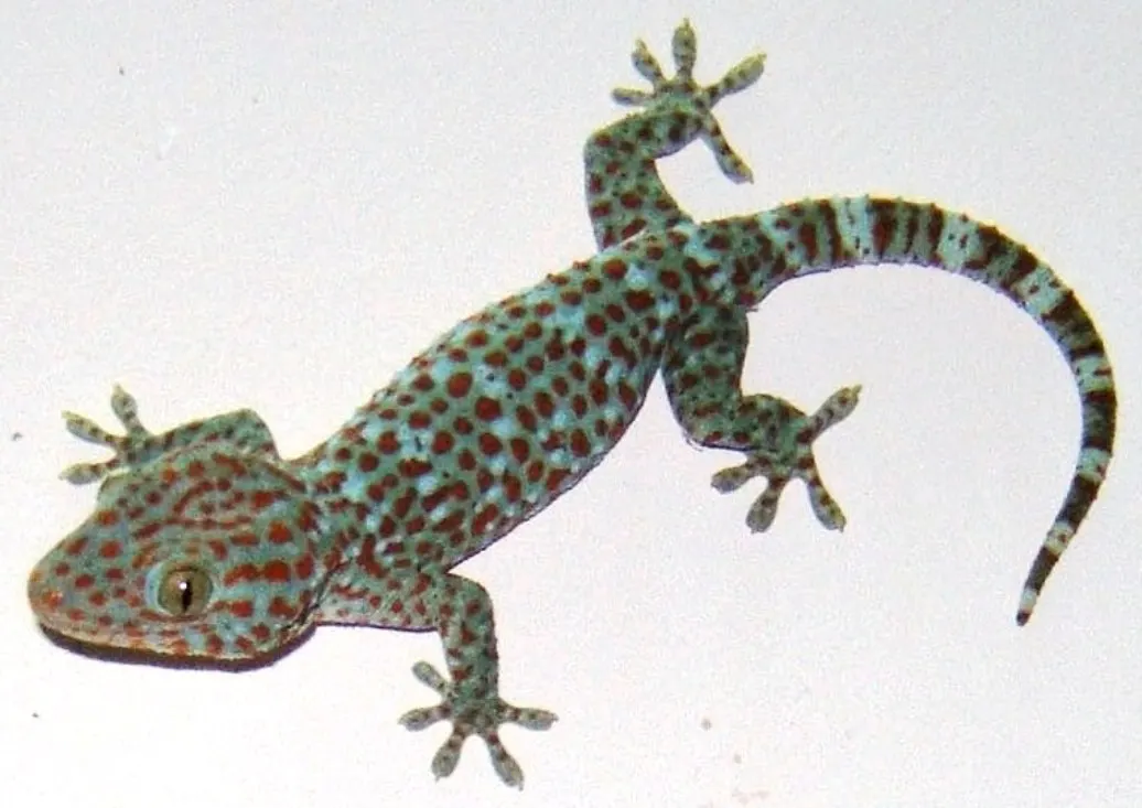 Tokay gecko climbing in its native Asian range in Vietnam