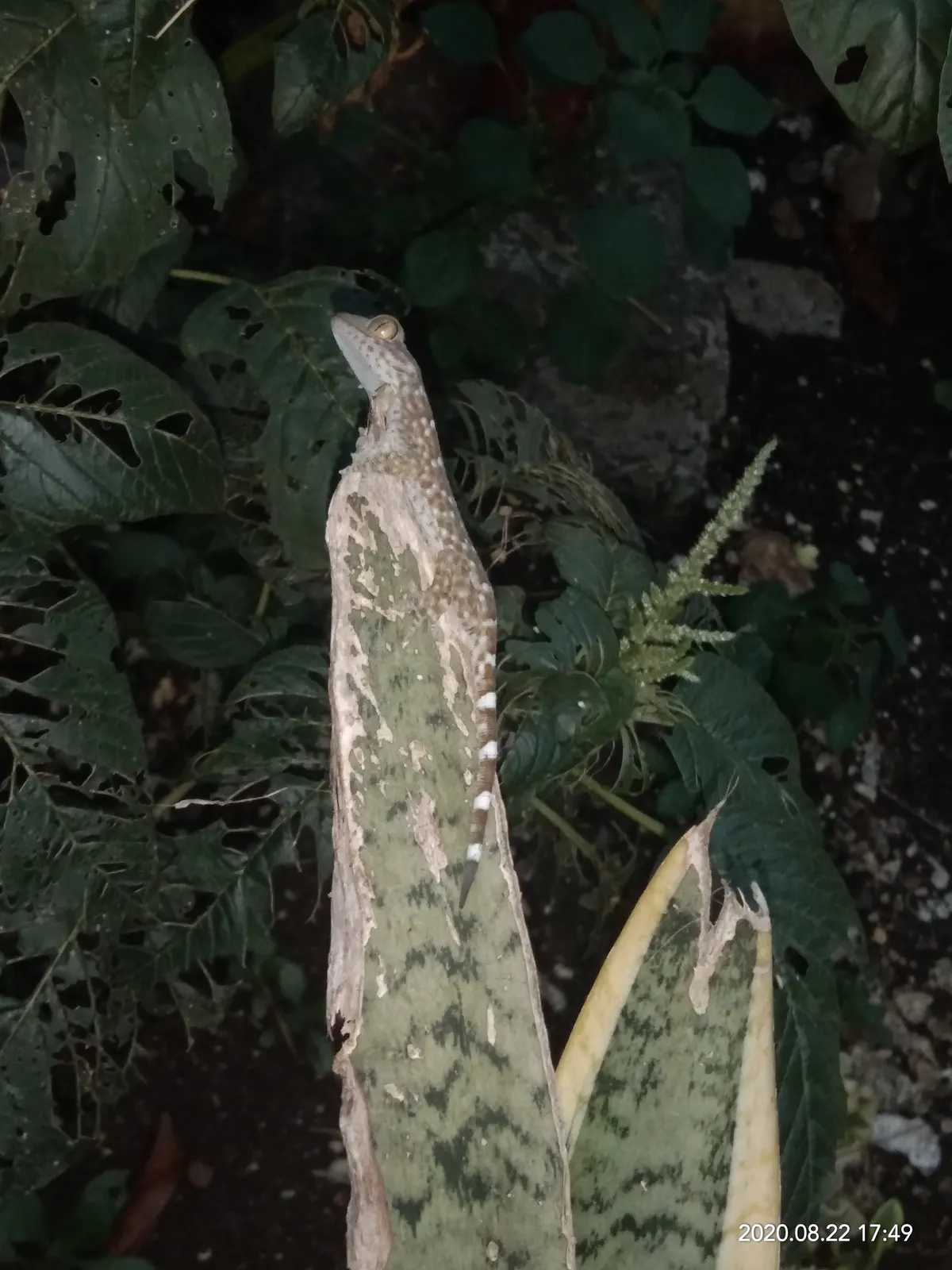 Adult Tokay gecko showing its full length next to a wooden perch