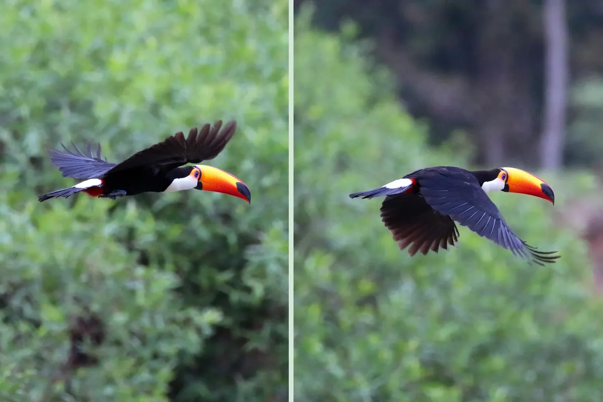 A young or baby Toco Toucan showing early development