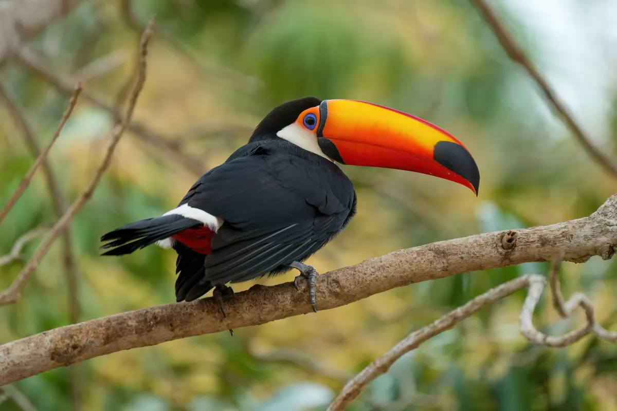 A detailed close-up showing the physical features of a Toco Toucan