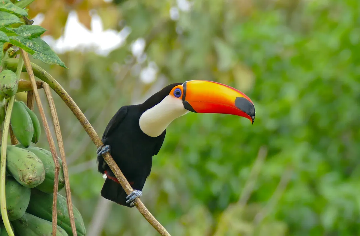 A young or baby Toco Toucan showing early development