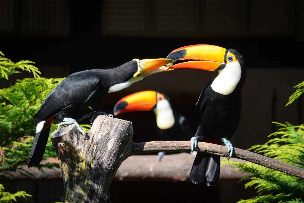 Young toco toucan being fed at Walsrode Bird Park