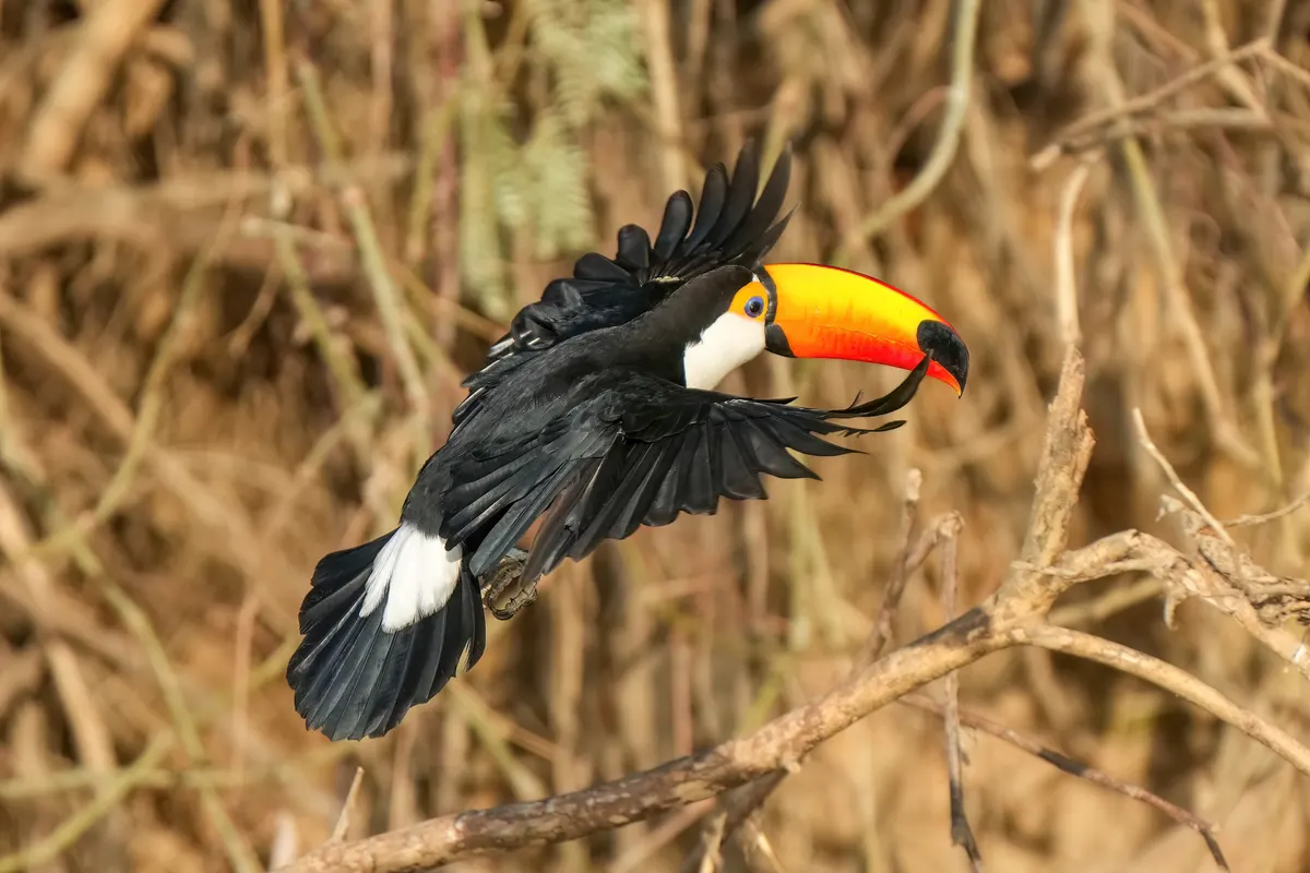 A Toco Toucan finding or consuming food