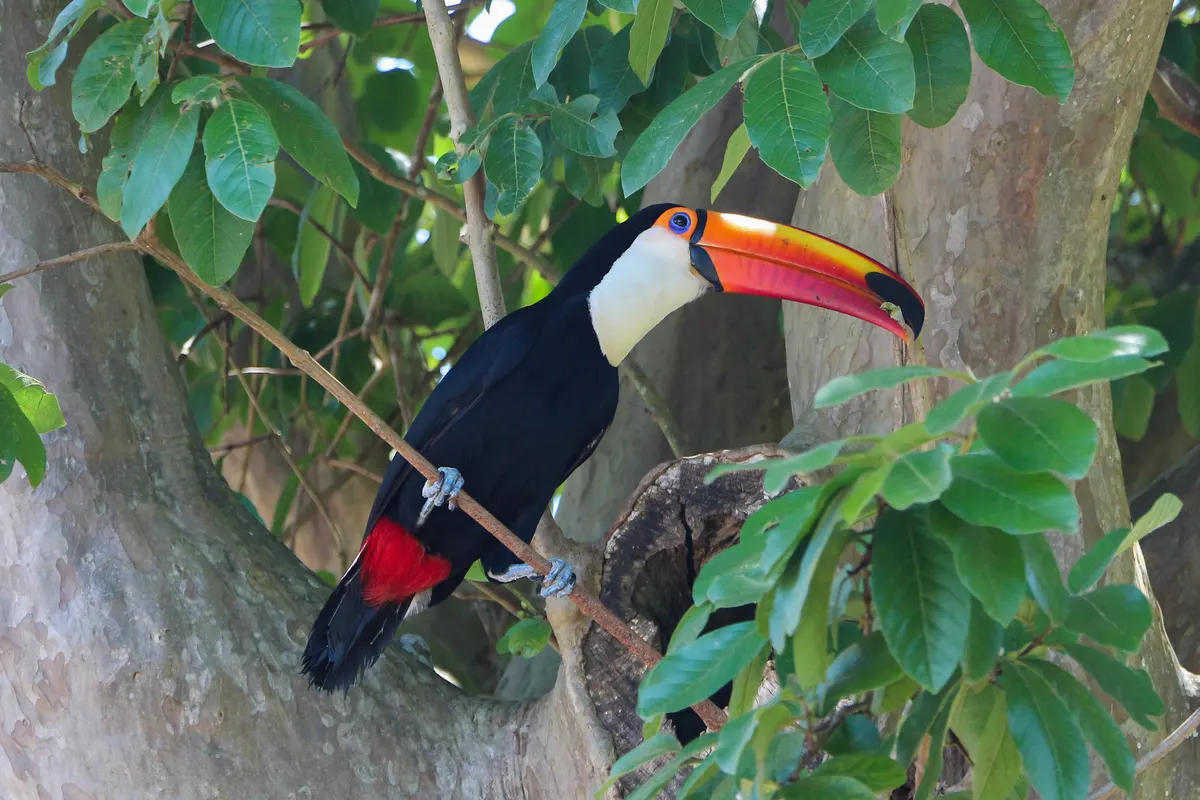 A group of Toco Toucans interacting with each other
