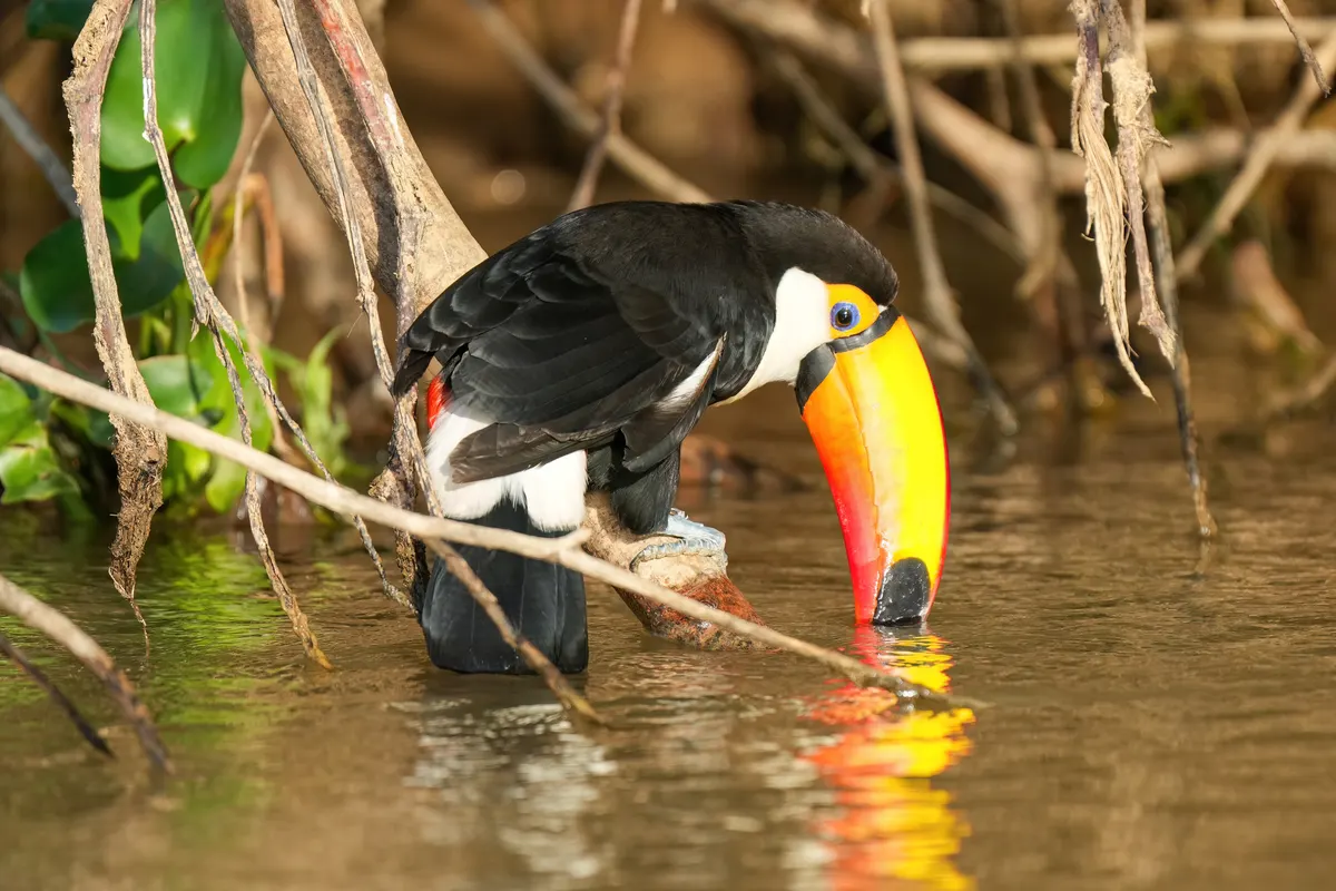 A Toco Toucan navigating its natural environment