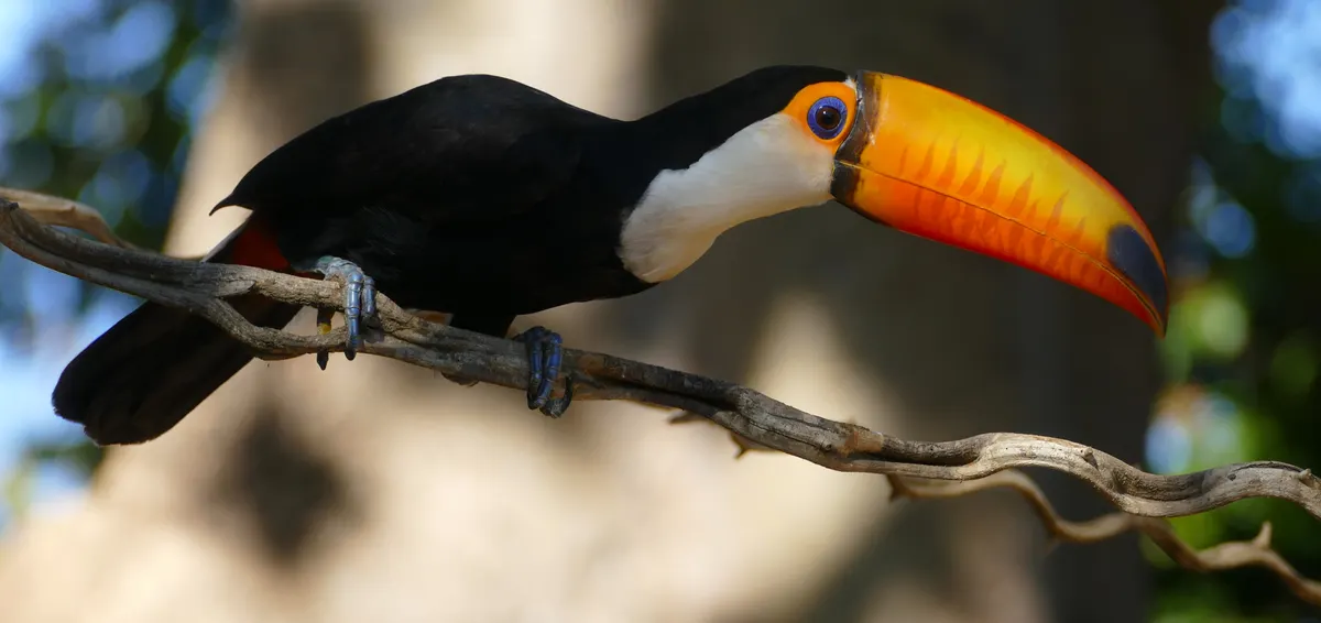 Toco toucan in Poconé, Mato Grosso, Brazil