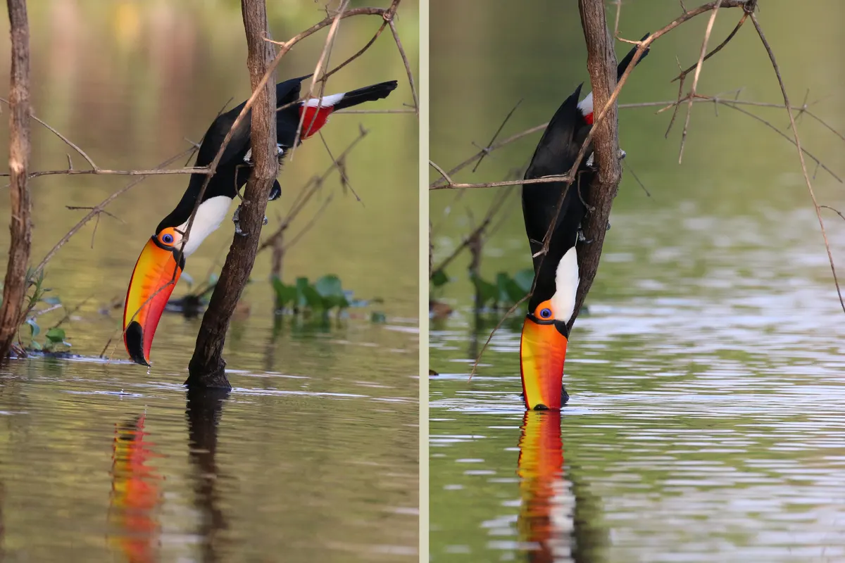A Toco Toucan finding or consuming food