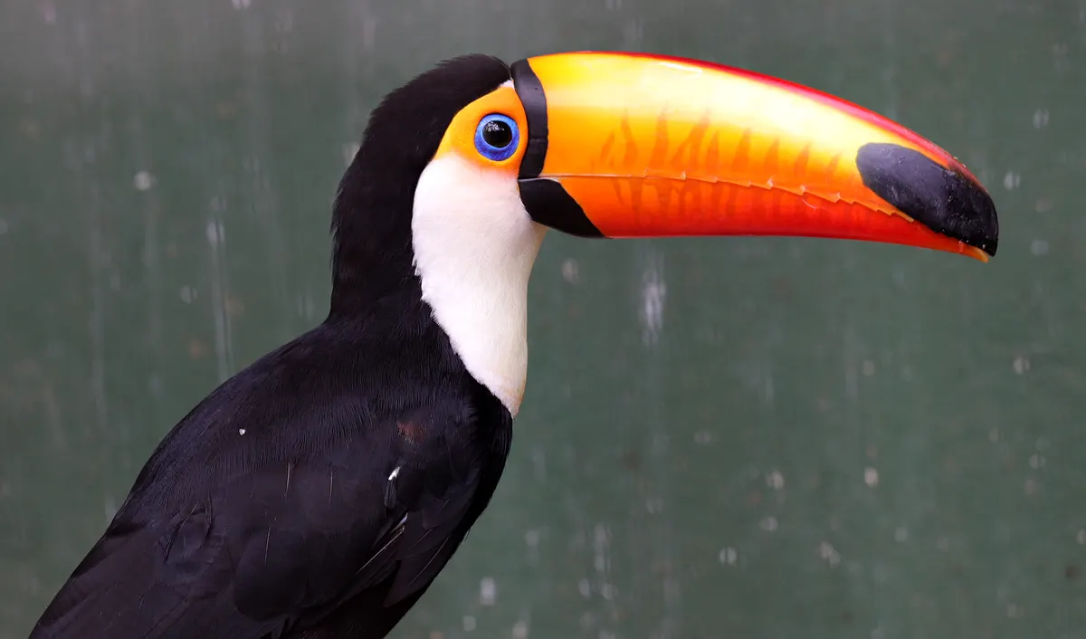 A group of Toco Toucans interacting with each other