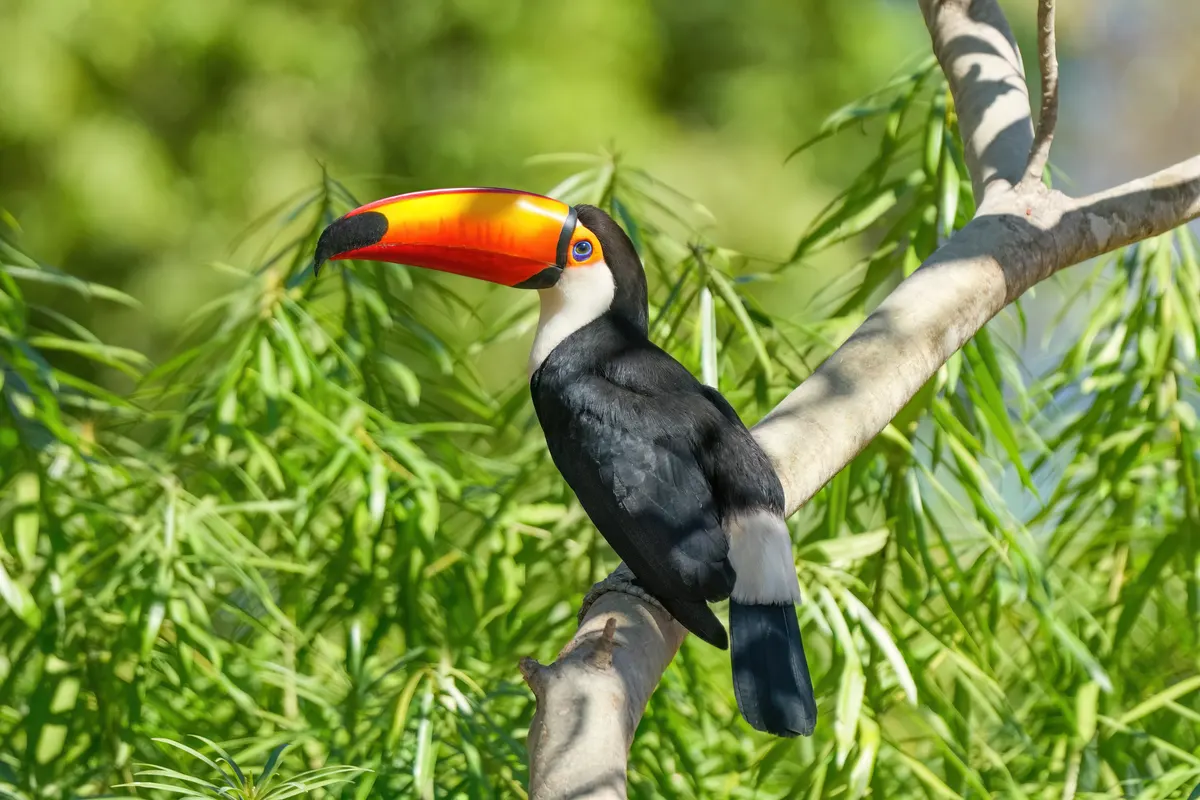 A Toco Toucan showing a unique behavior or adaptation