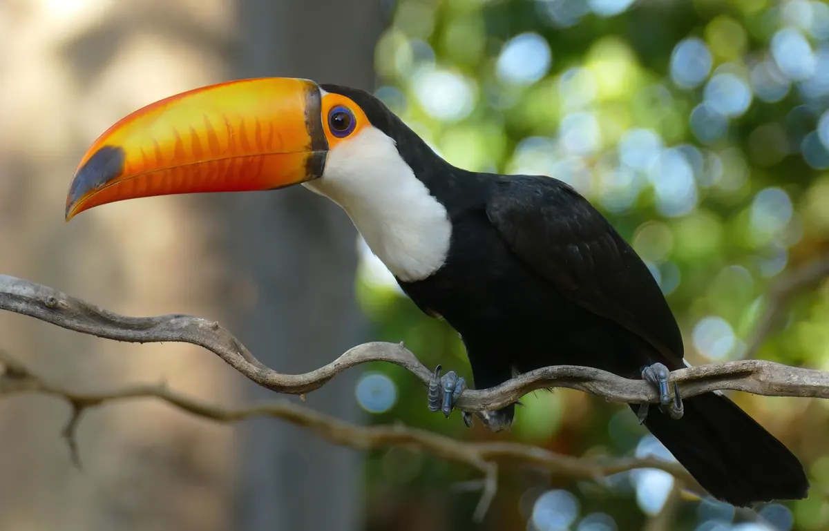 A Toco Toucan navigating its natural environment