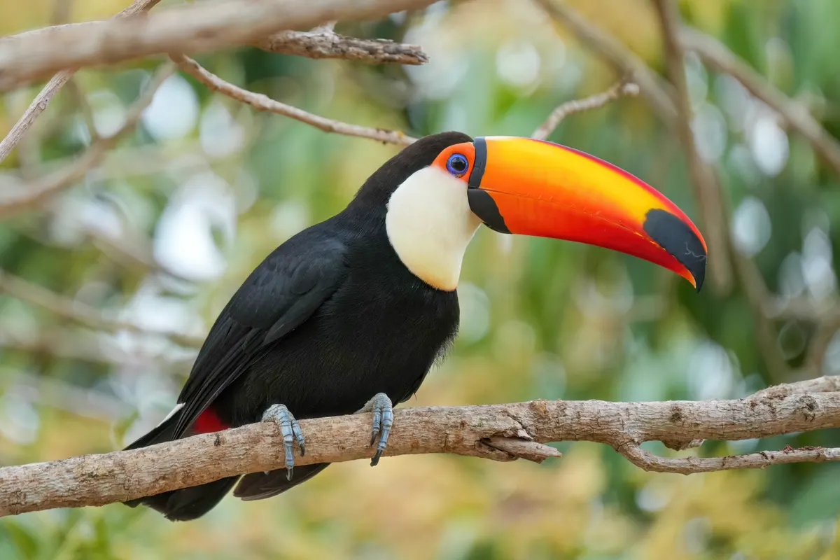 006 Toco toucan in Encontro das Águas State Park Photo by Giles Laurent