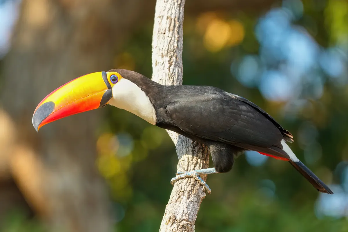A Toco Toucan traveling across its geographic range