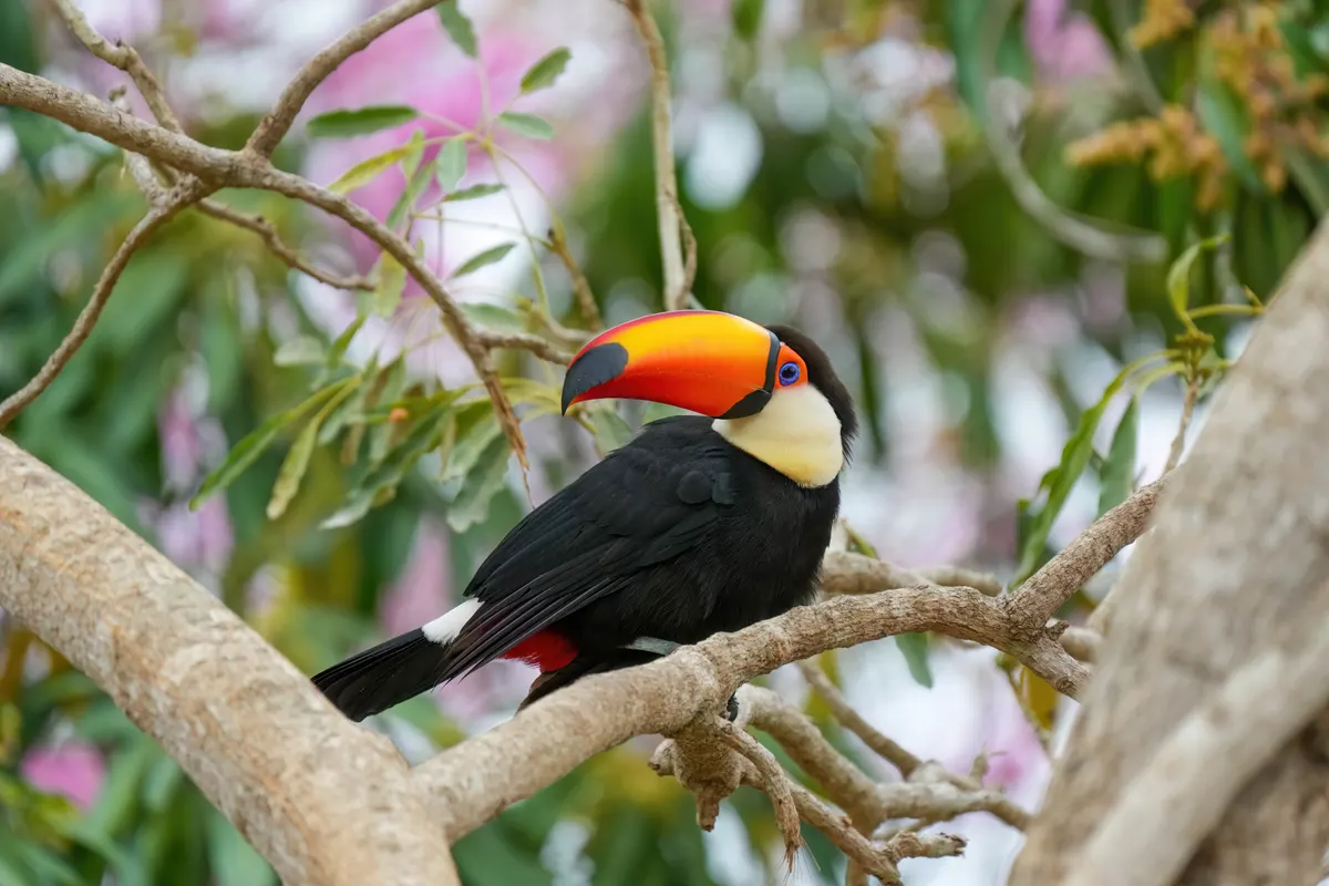 A photo showing the size of a Toco Toucan