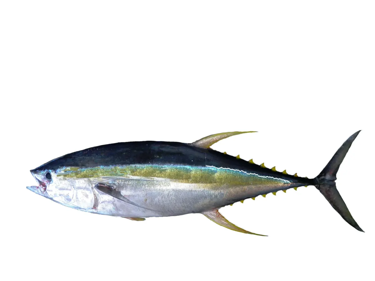 Young yellowfin tuna in research setting