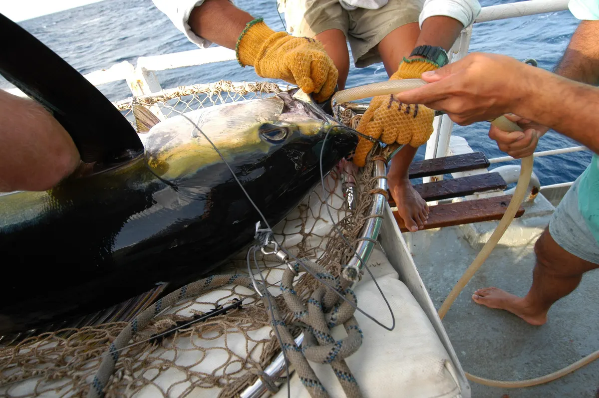 Close view of a yellowfin tuna body and fins