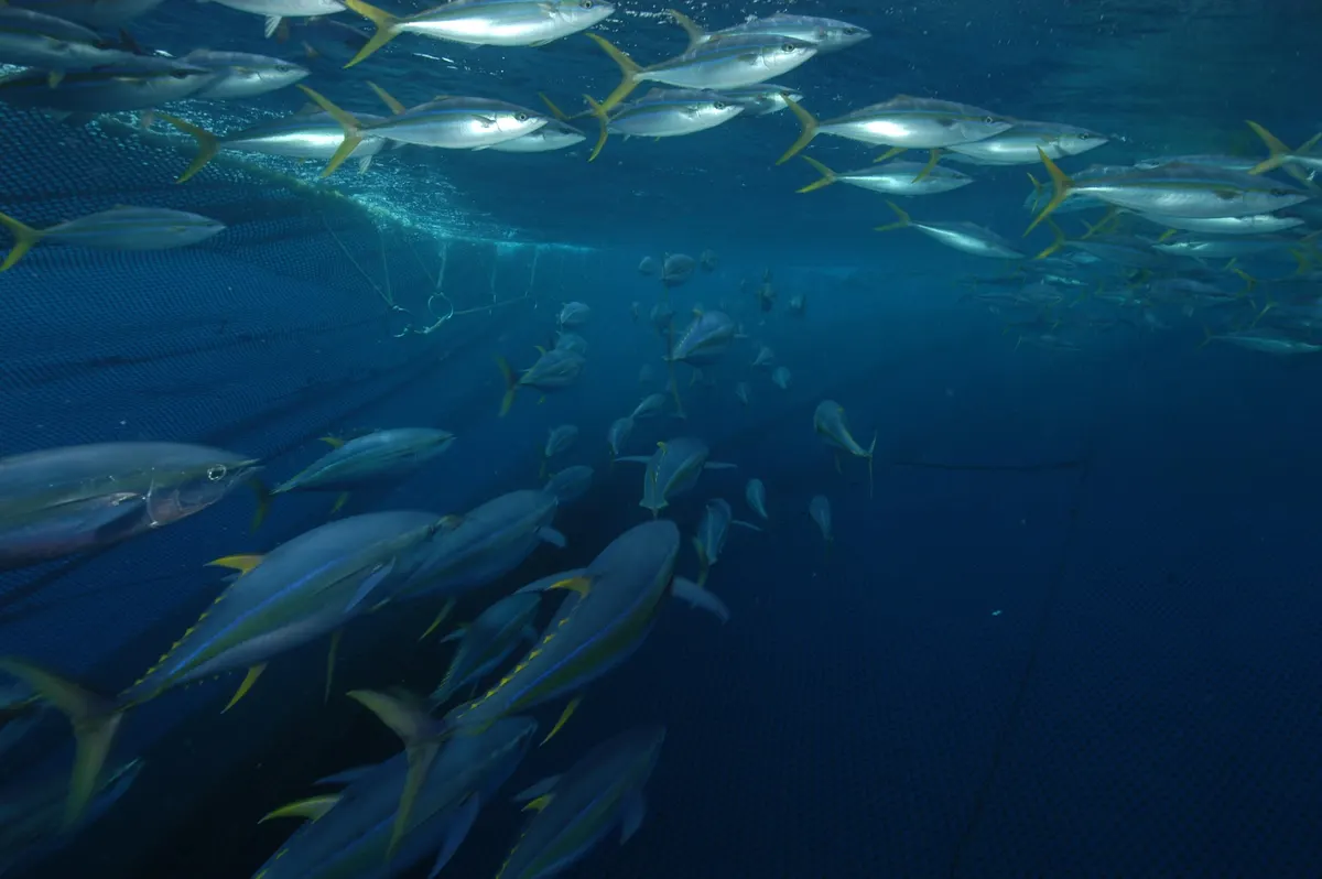 Mixed-size yellowfin tuna in a school