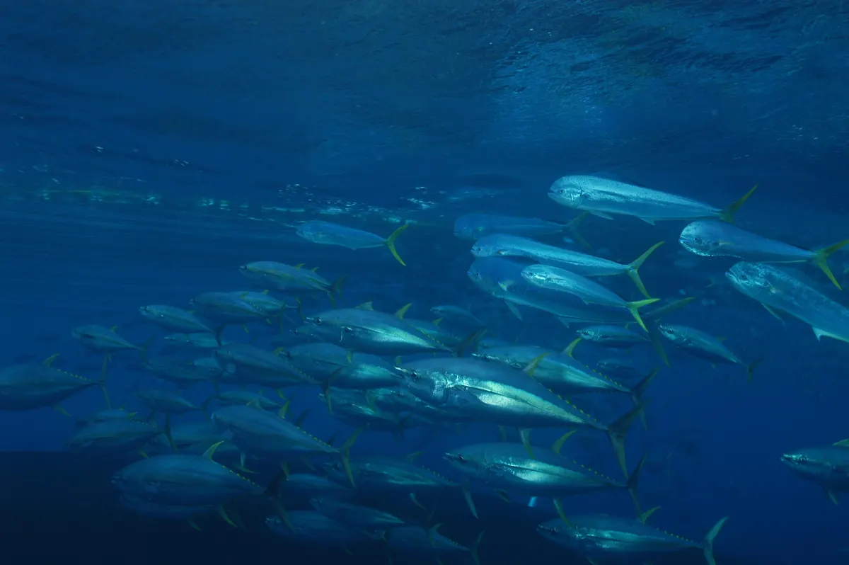 Young yellowfin tuna swimming near the surface in open water