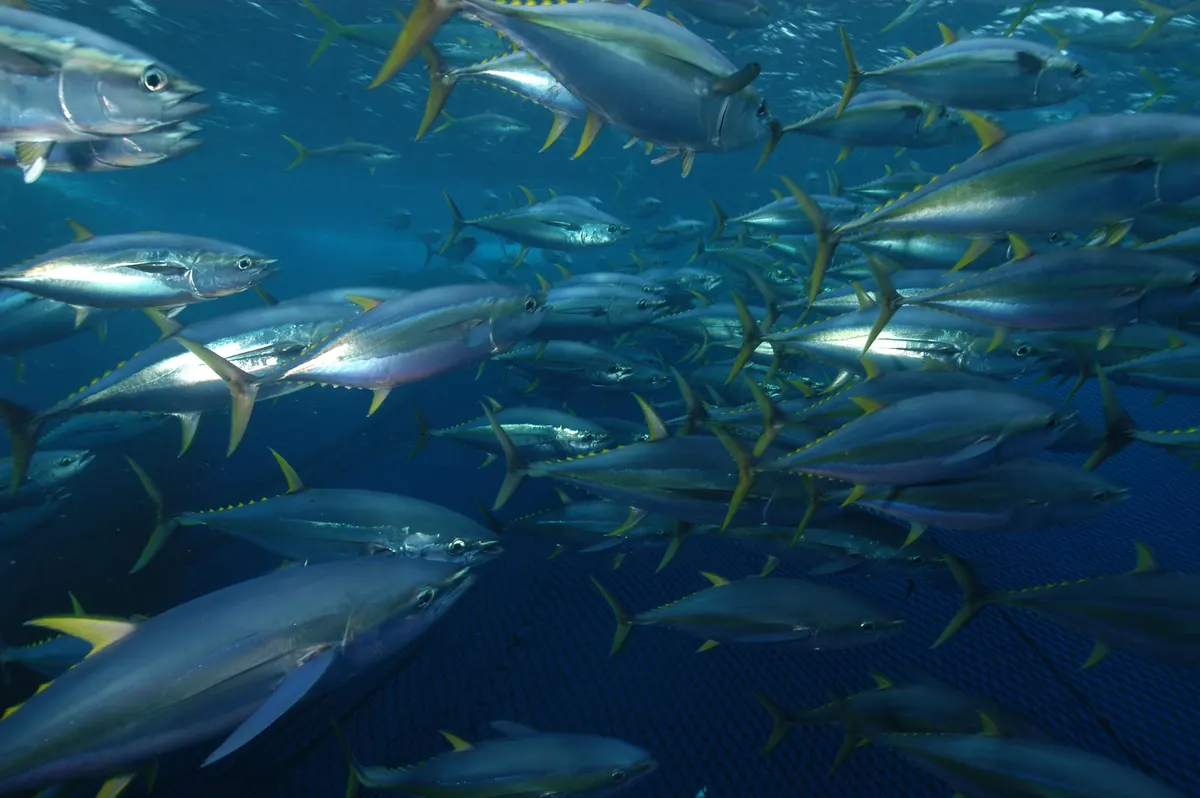 School of yellowfin tuna in feeding habitat
