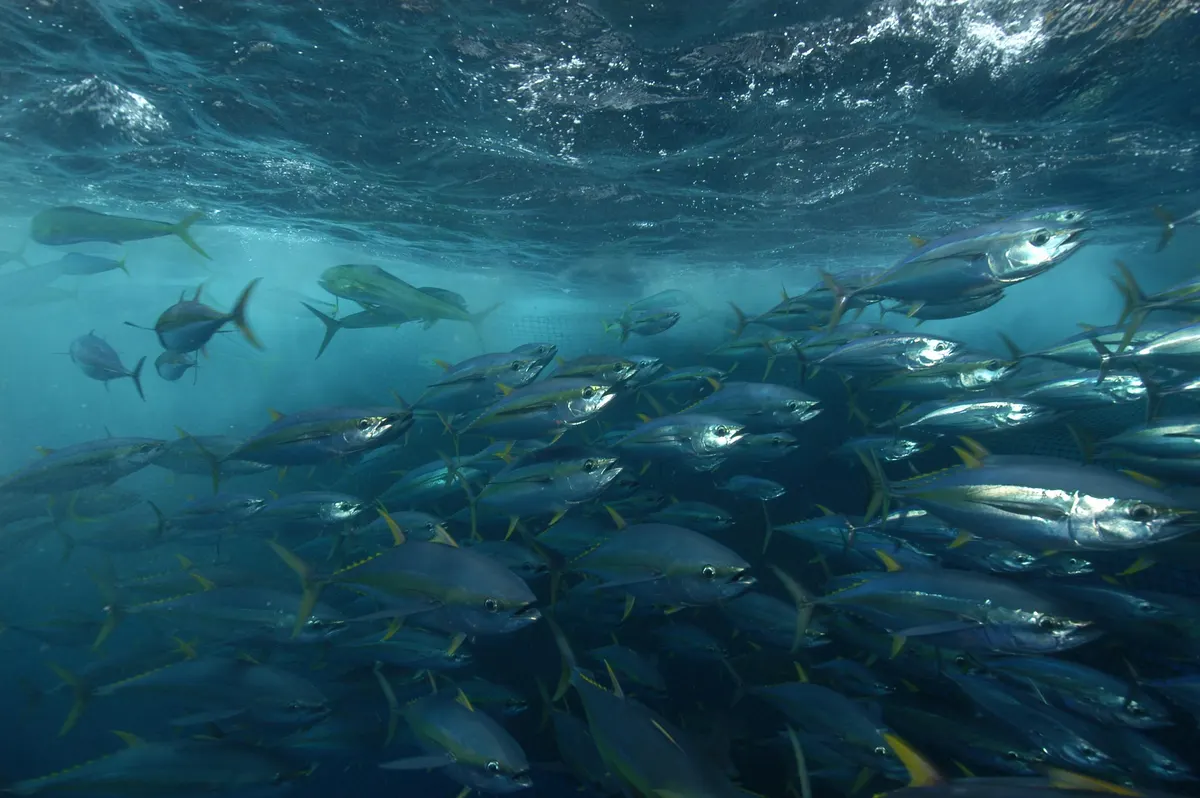 Yellowfin tuna school hunting close under a rippled ocean surface