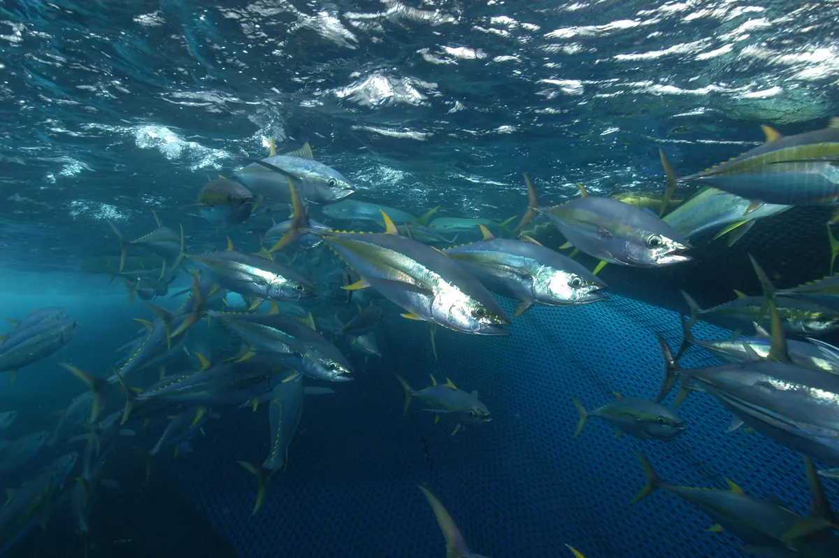 Many yellowfin tuna swimming as a coordinated school