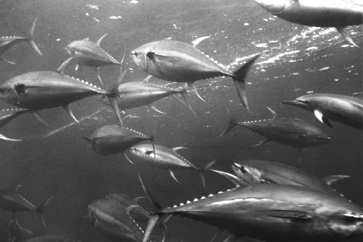 Yellowfin tuna school swimming alongside a dolphin