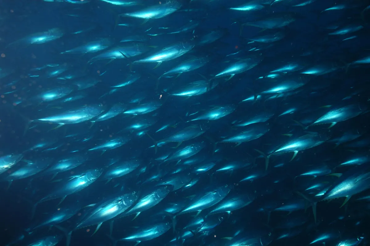 Yellowfin tuna swimming in open pelagic water