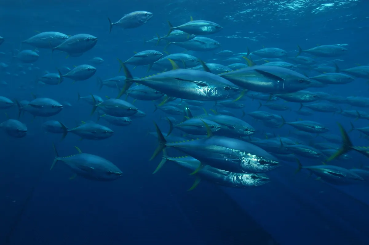 Yellowfin tuna school in tropical ocean waters