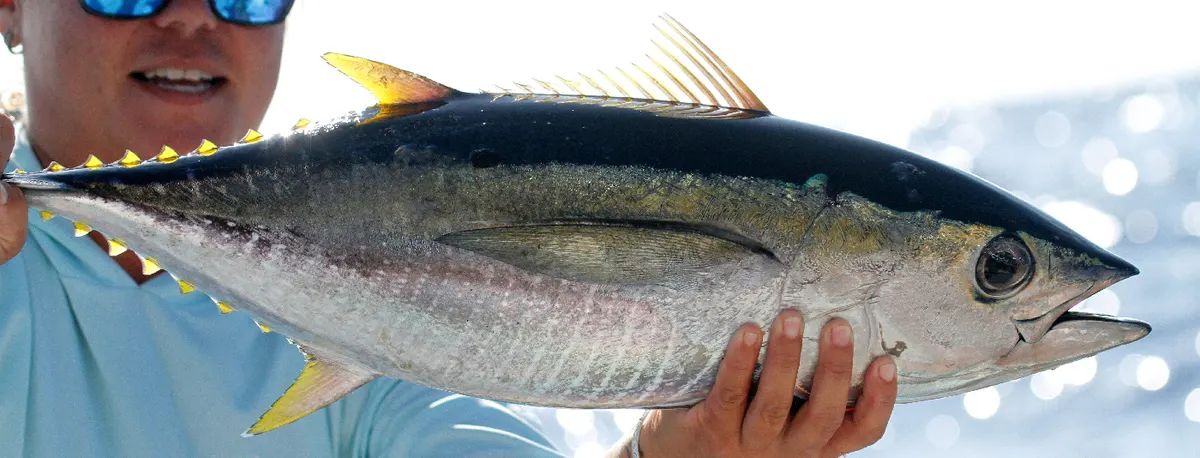 Yellowfin tuna showing streamlined hunting body shape