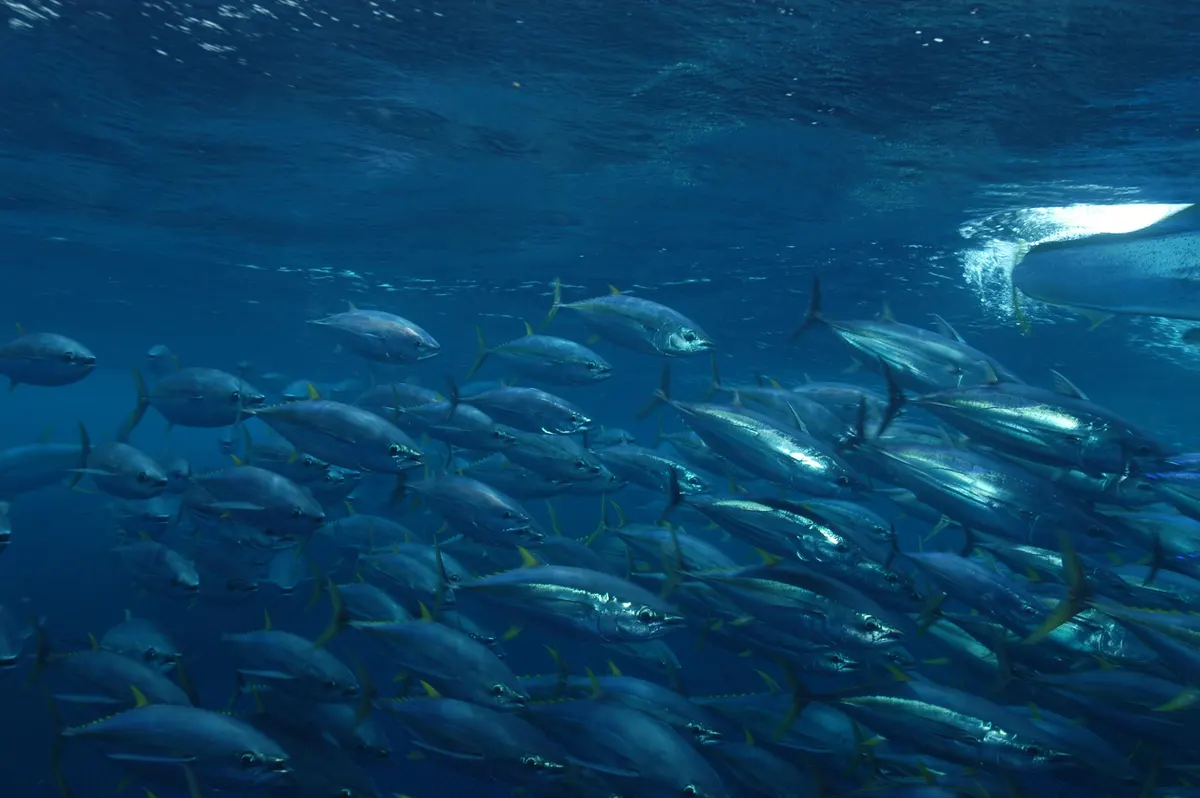 Large school of yellowfin tuna swimming together