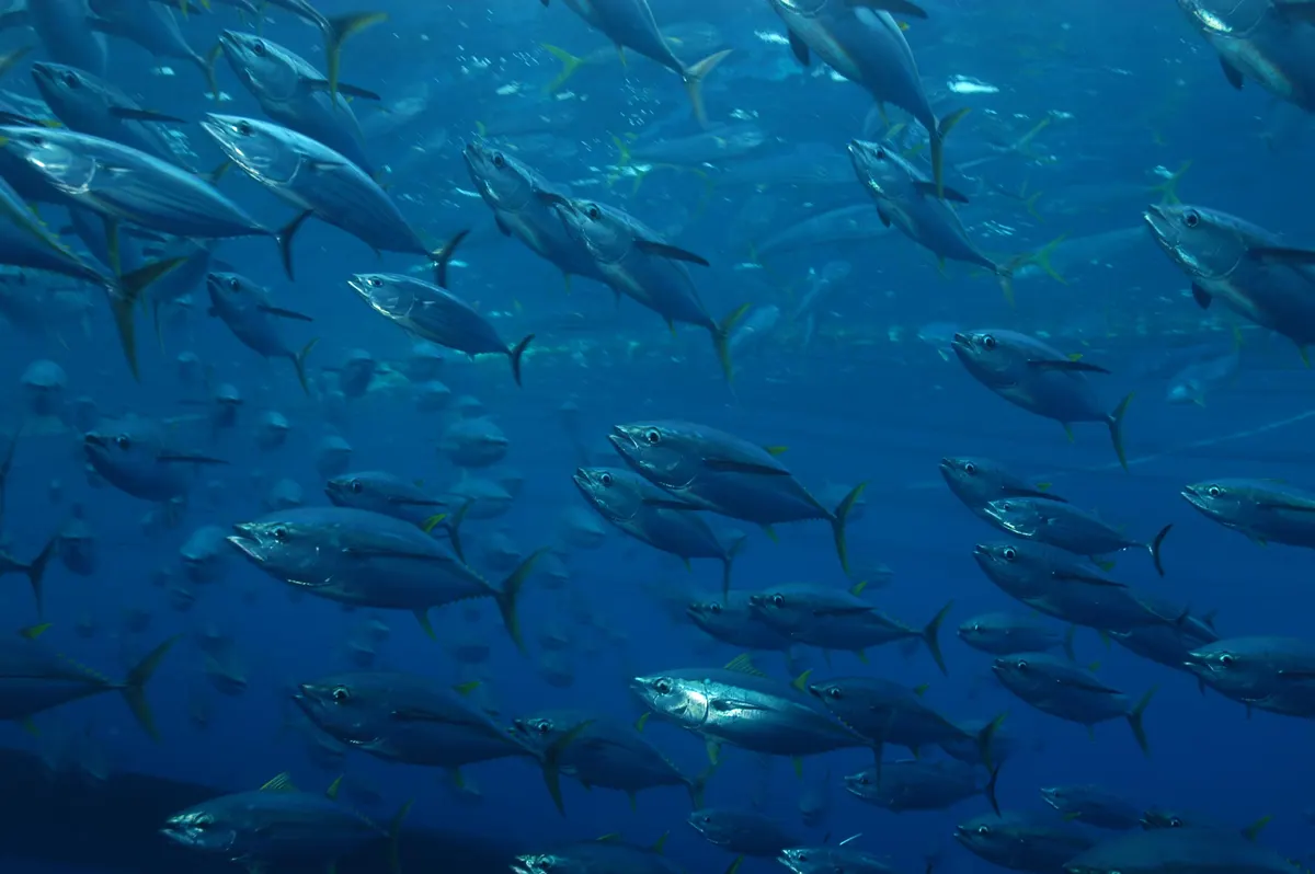 Dense school of yellowfin tuna in blue water